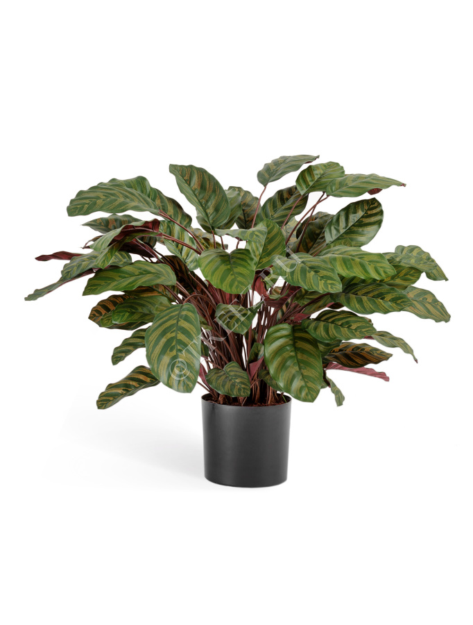 Калатея крупнолистная зелёно-бордовая в горшке фото