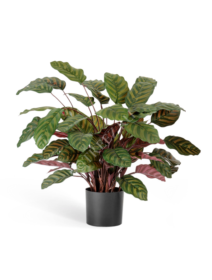 Калатея крупнолистная зелёно-бордовая в горшке фото