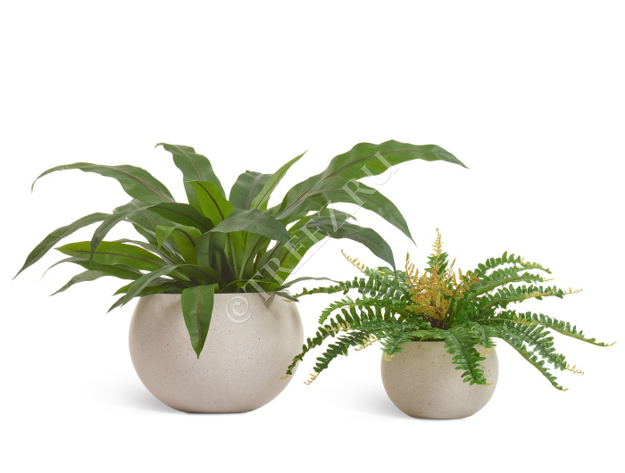 Асплениум куст Гигант в кашпо фото