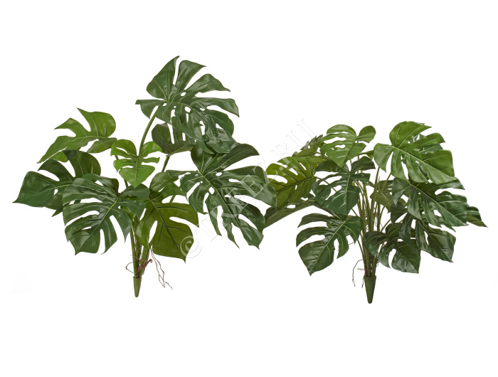 Монстера Деликоза куст фото