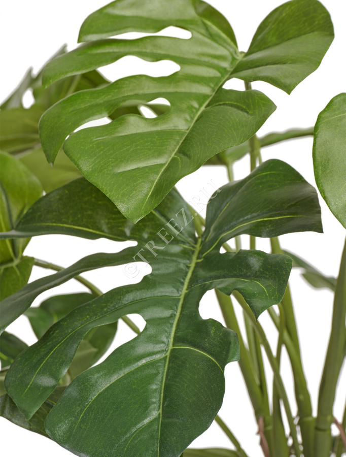 Монстера Деликоза куст фото