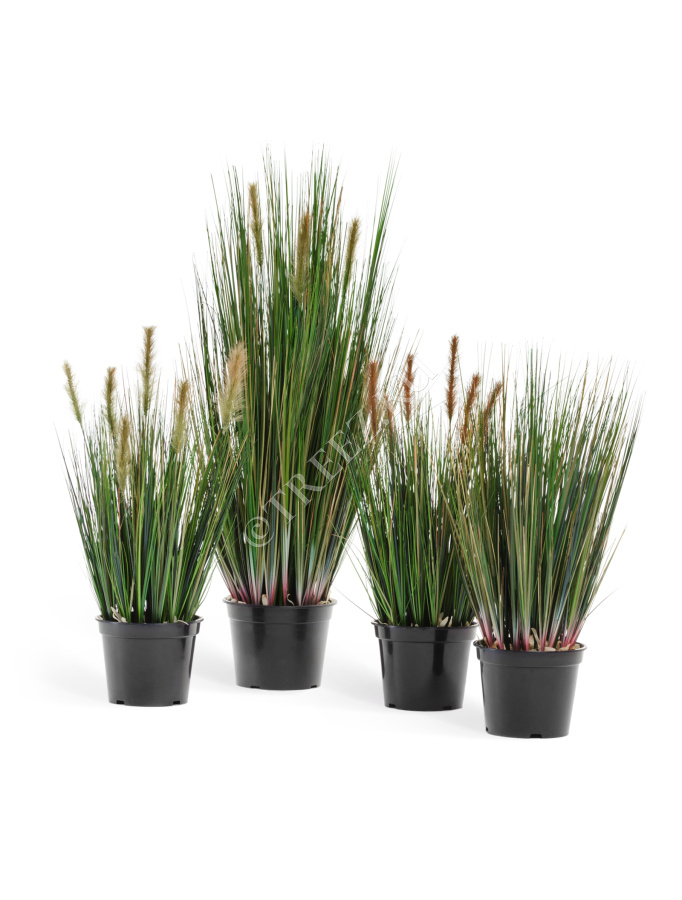 Трава Осока куст с коричневыми султанами фото