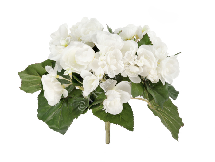 Бегония куст белый фото