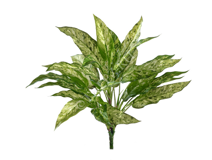 Аглаонема зелёно-жёлтая куст фото