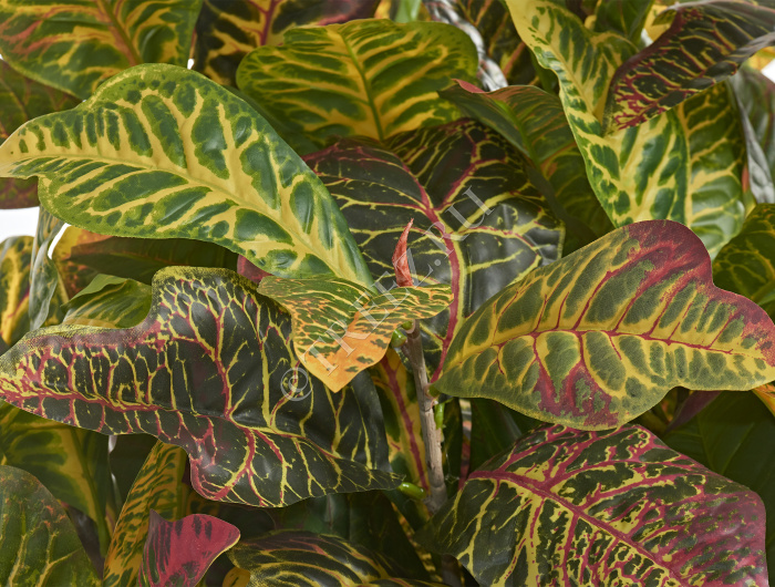 Кротон куст Большой зелёно-жёлто-розовый (Sensitive Botanic) фото