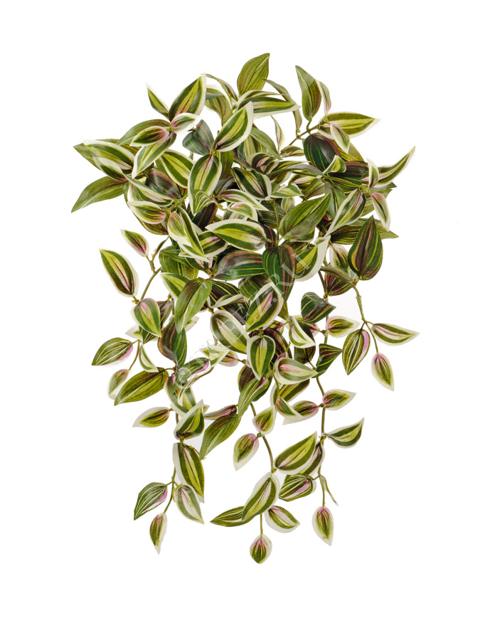 Традесканция зелёно-бело-розовая ампельная фото