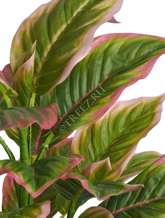 Диффенбахия нежно-зелёно-розовая куст фото