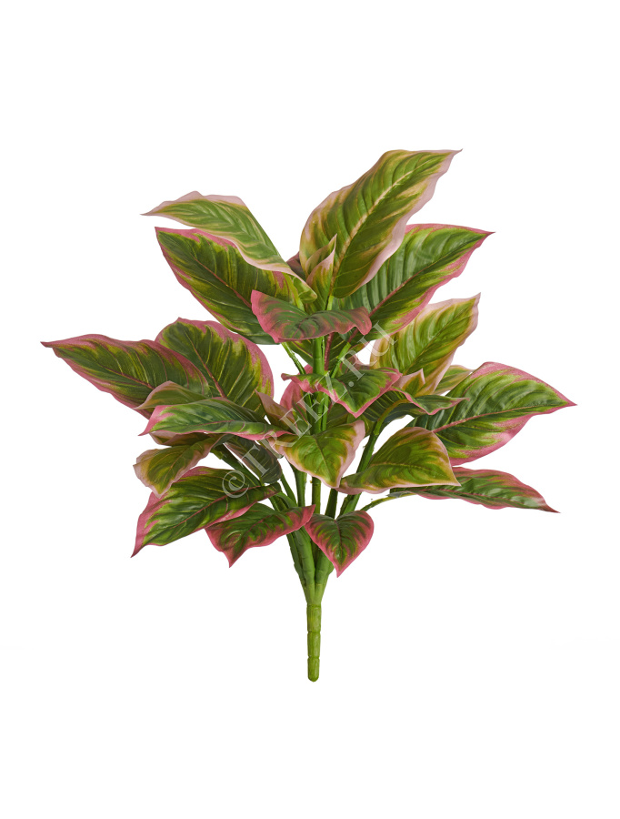 Диффенбахия нежно-зелёно-розовая куст фото