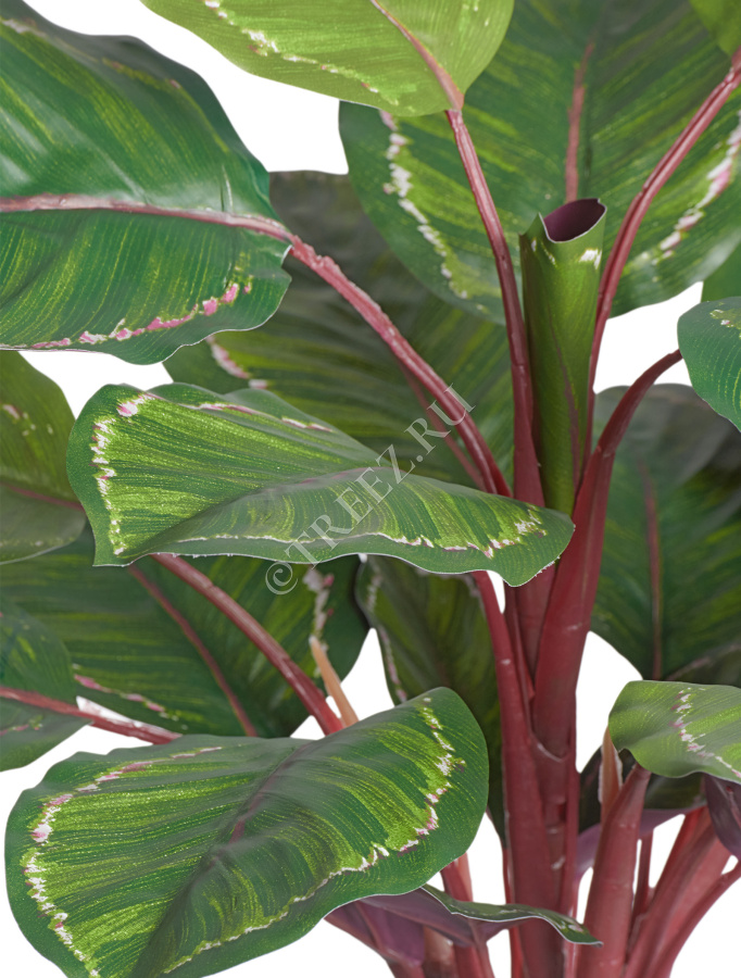Калатея Розеопикта Грин куст фото