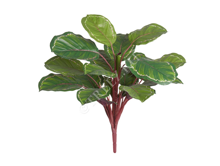 Калатея Розеопикта Грин куст фото