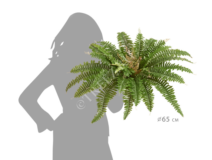 Папоротник Бостон Новый натуральный зеленый фото