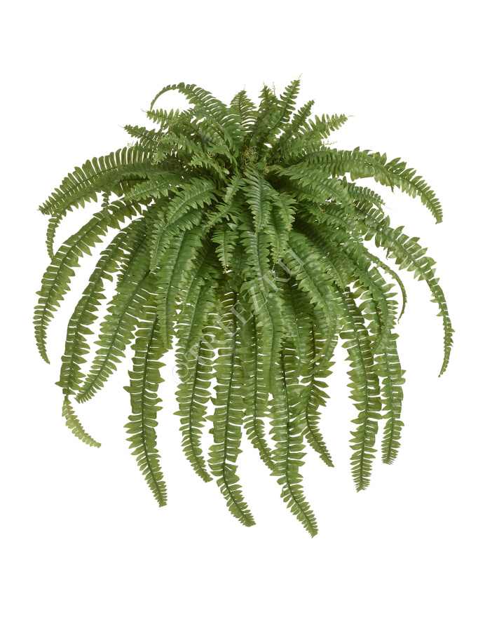 Папоротник Бостон Новый свисающий Мидл фото