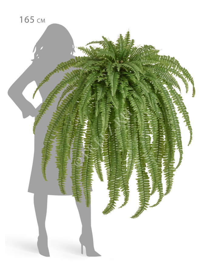 Папоротник Бостон Новый свисающий Биг фото