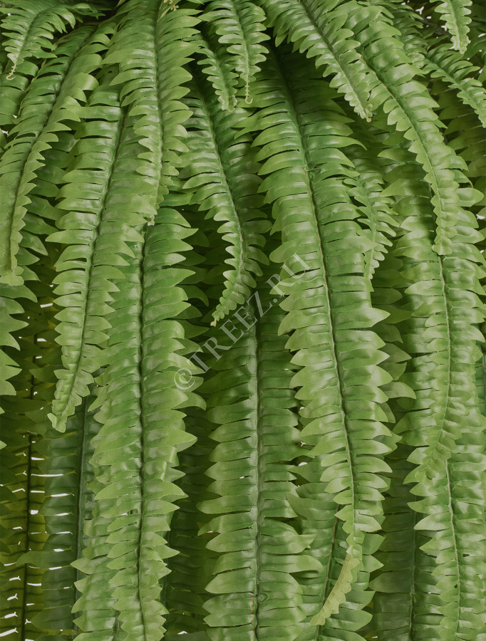 Папоротник Бостон Новый свисающий Биг фото