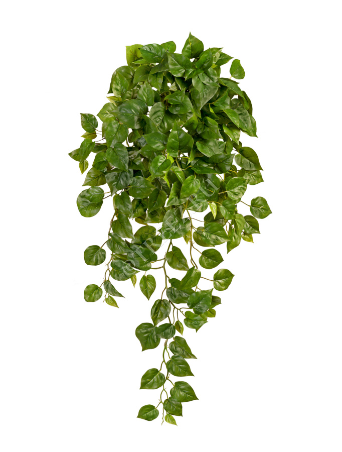 Филодендрон Элегант ампельный большой новый фото