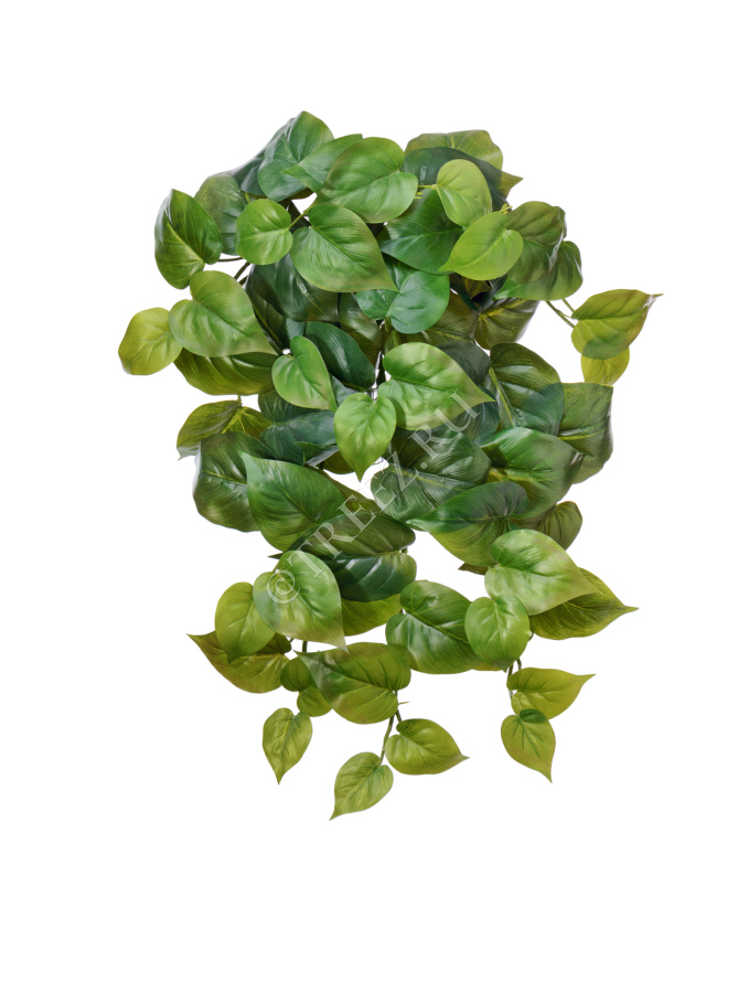 Филодендрон крупнолистный ампельный средний фото