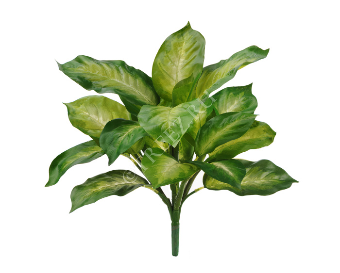 Диффенбахия золотая куст фото