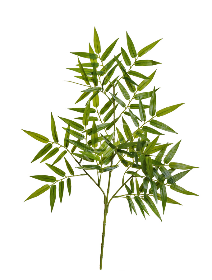 Бамбук растение, род и виды описание, фото