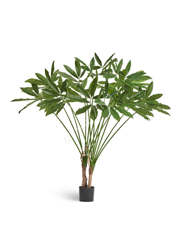 Филодендрон Гоэлди куст большой фото