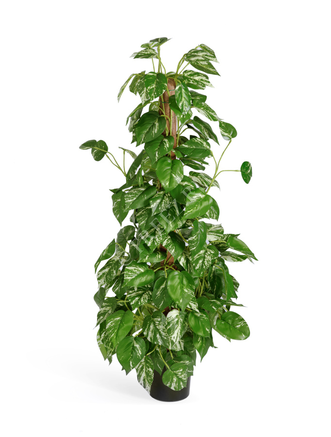 Потос куст фото