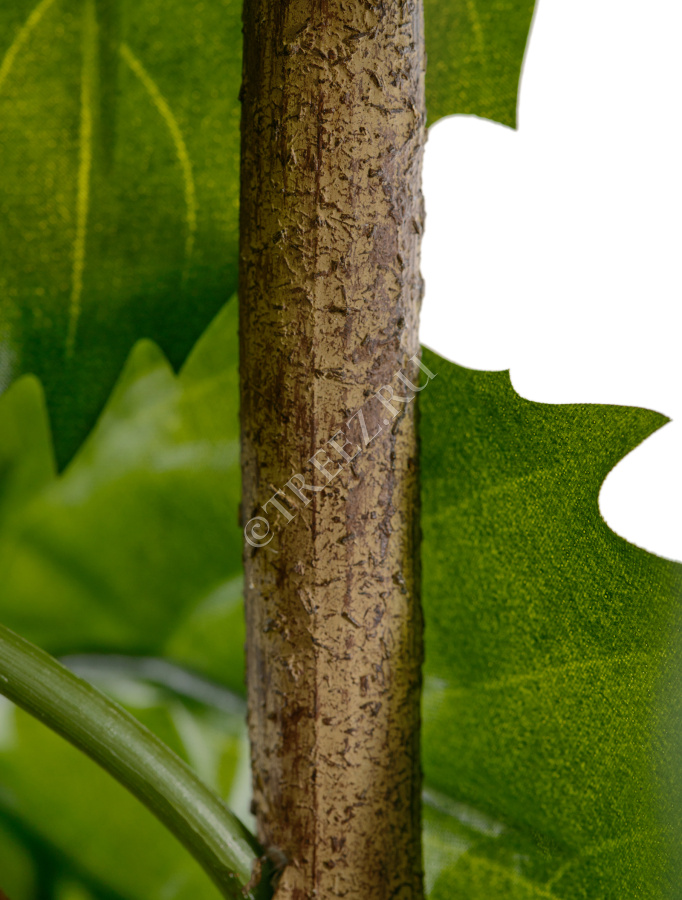 Тетрастигма ветвь де Люкс интерьерная (с крепежным элементом) фото