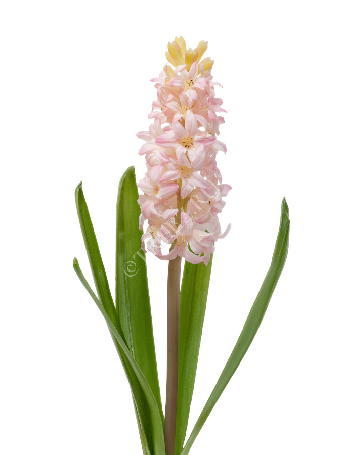 Гиацинт розовый 38 см фото