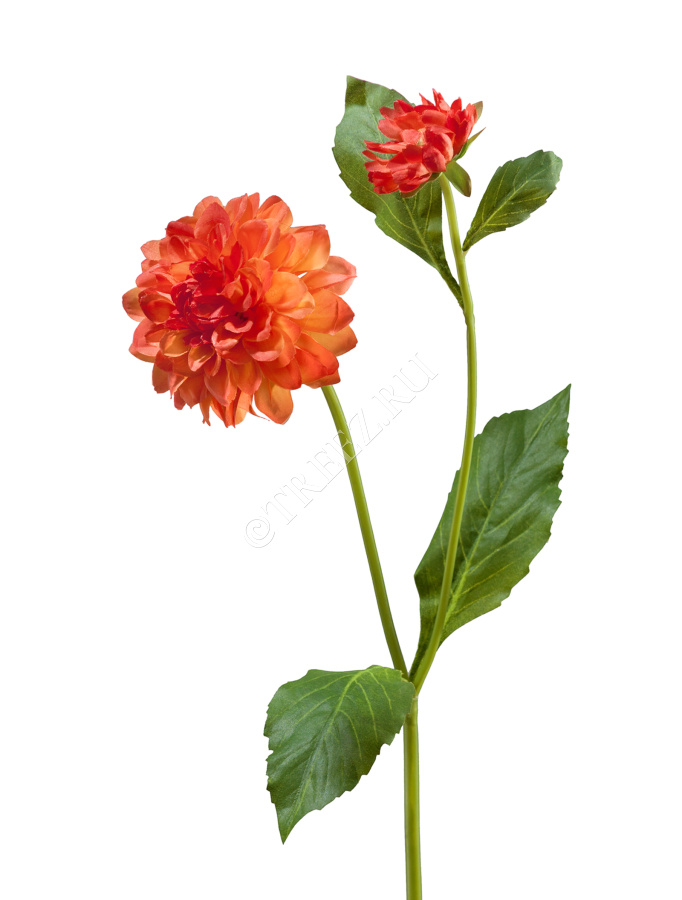 Георгин оранжевый в-48 см, д-8 см 1цв 1бут фото