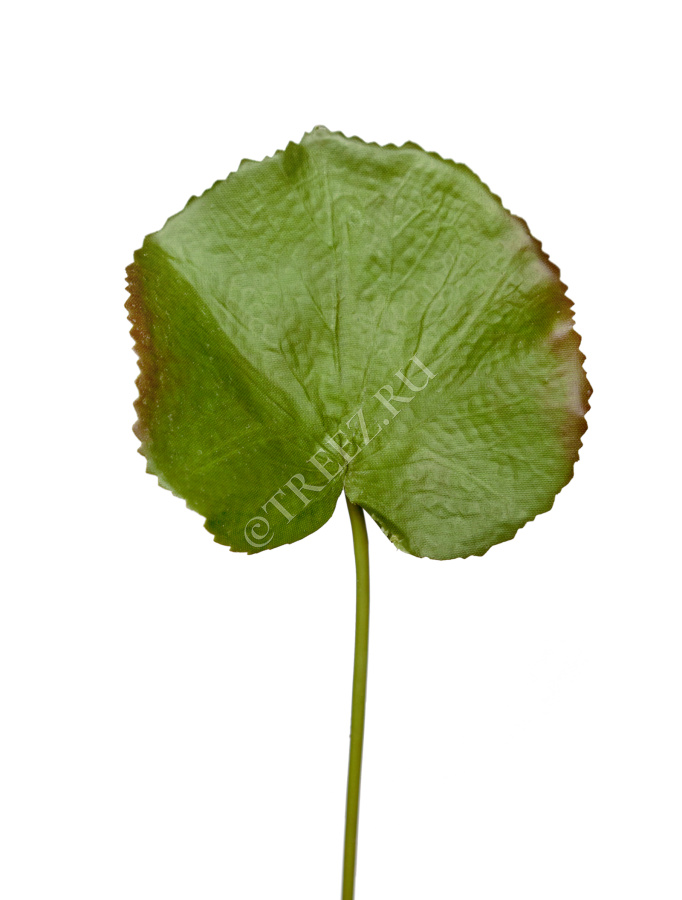 Лист галакса малый в-37 см д-8х10 см фото