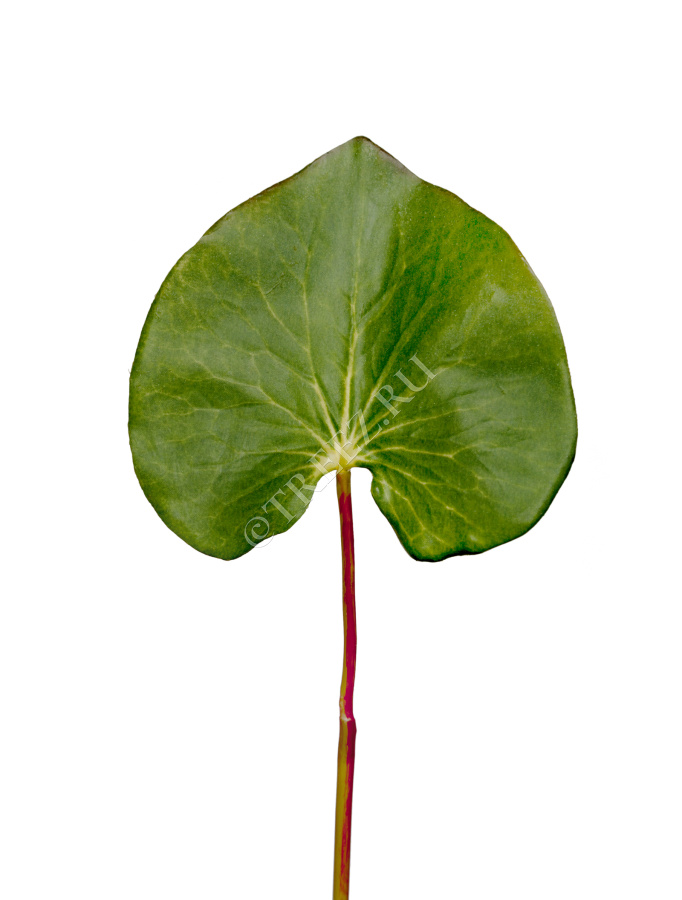 Лист галакса большой в-46 см д-9х12 см фото