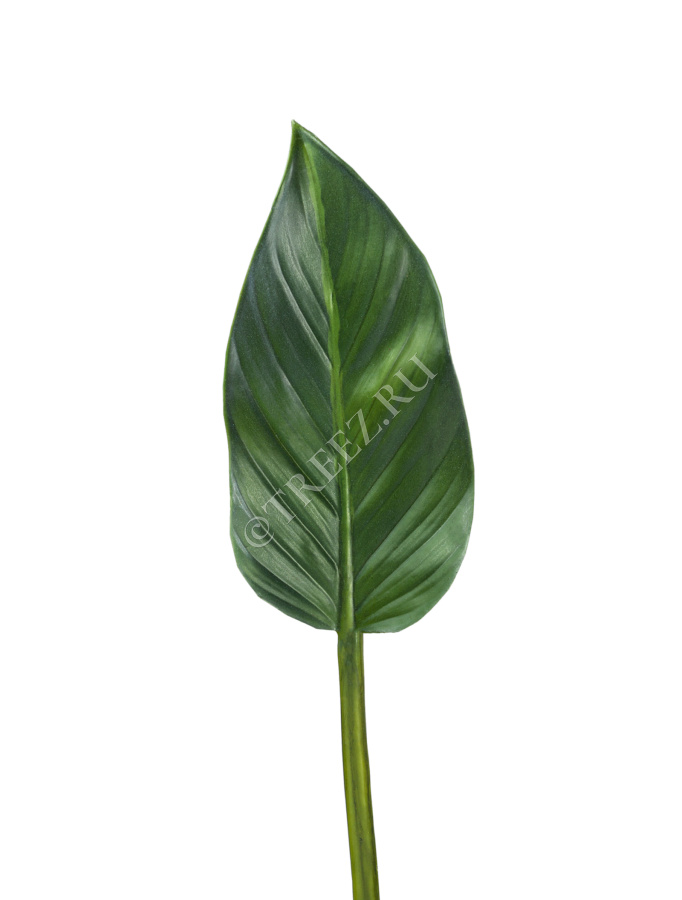 Лист Колоказии фото