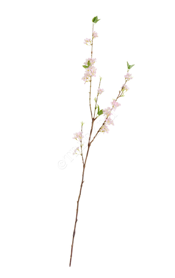 Ветка цветущей сакуры