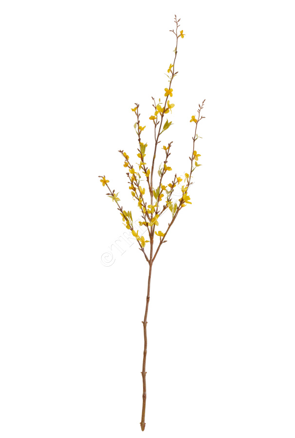 Ветка Форзиции цветущая фото