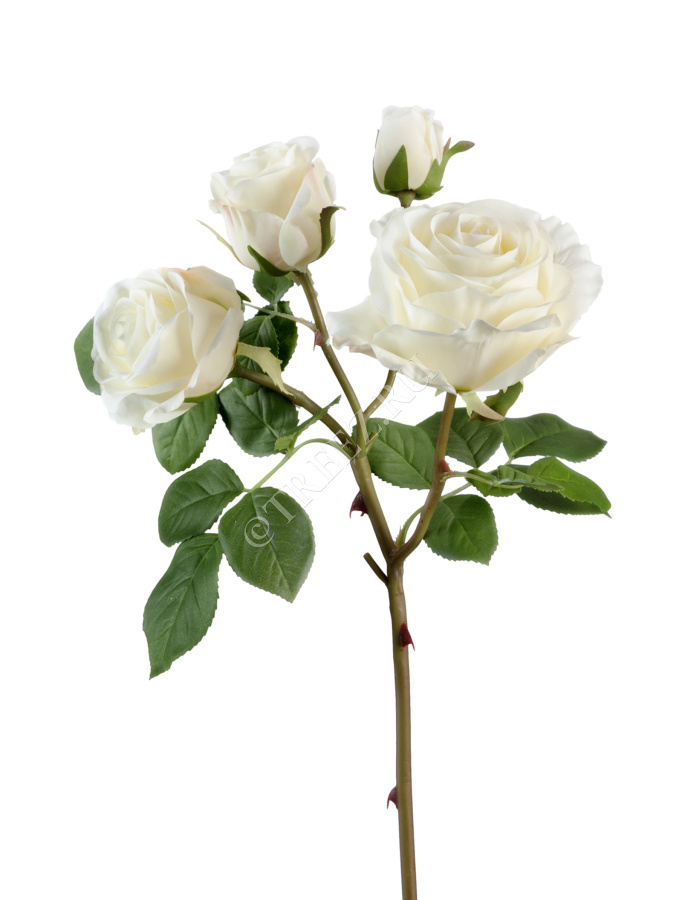 Роза Флорибунда ветвь белая фото