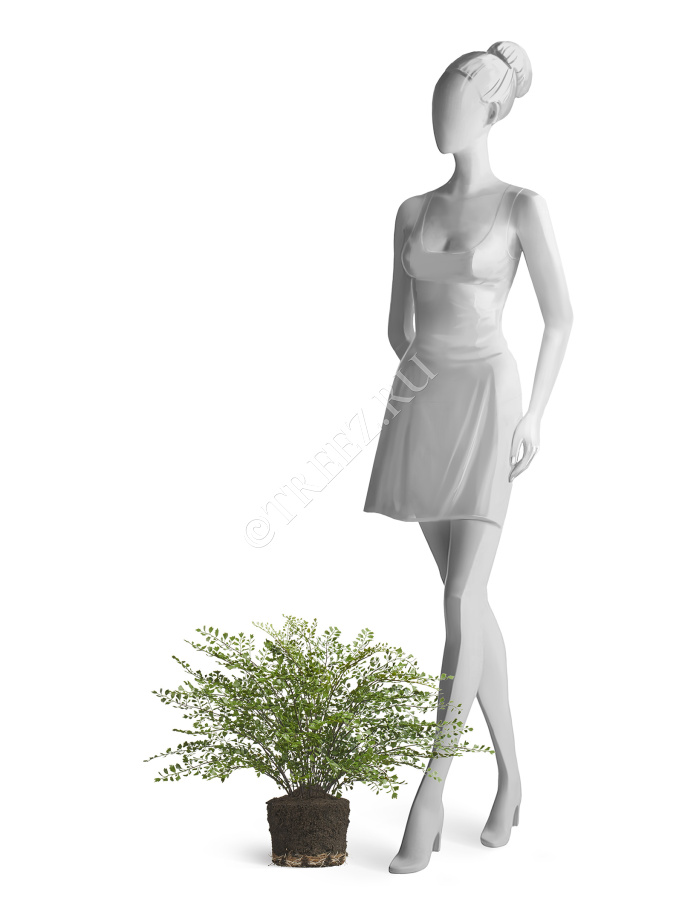 Папоротник Адиантум куст в земле с корнями фото