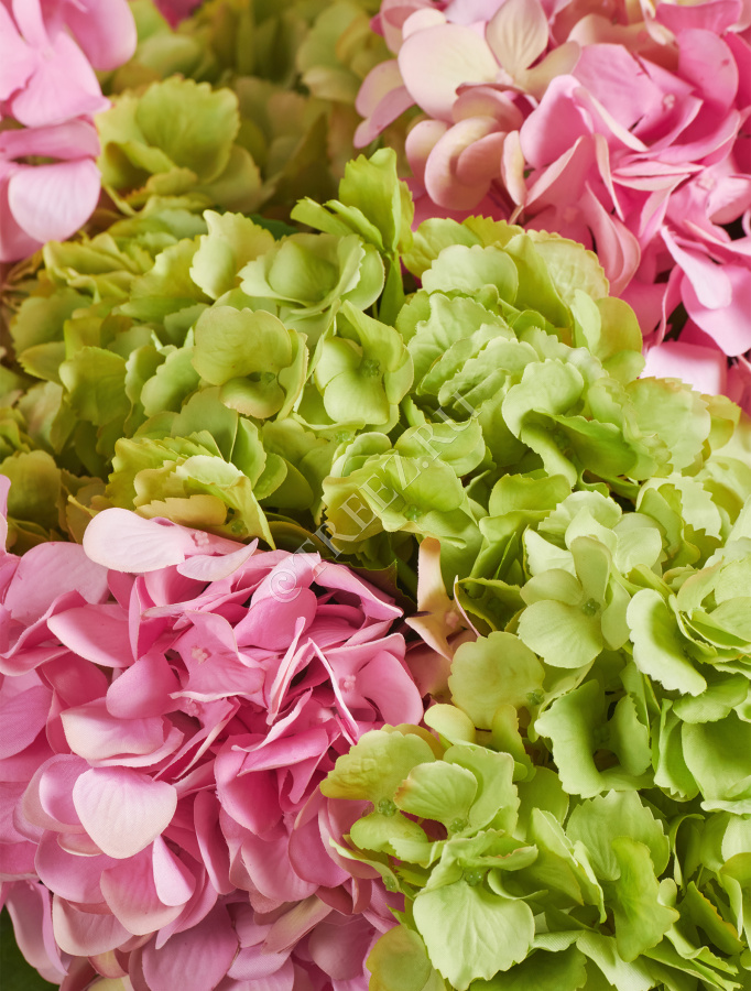 Гортензия махровая светло-зеленая фото