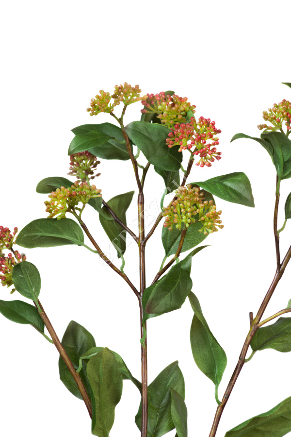 Ветвь Калликарпы зелёно-бордовая фото