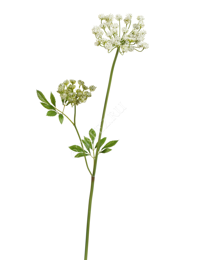 Анна Королевская Мидл Кружевная бело-зелёная фото