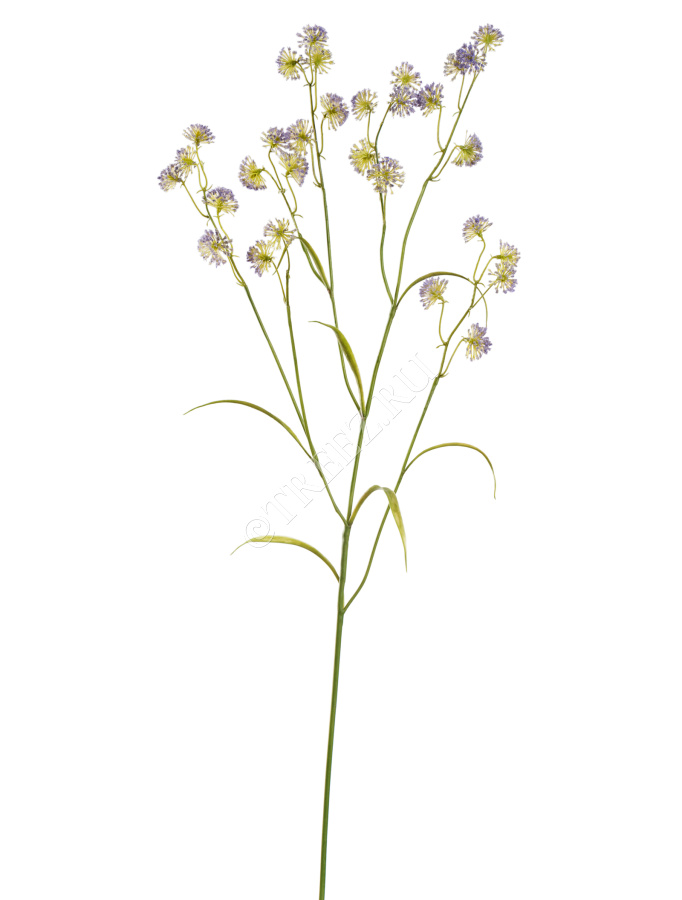 Астранция Вайлд светло-сиреневая фото