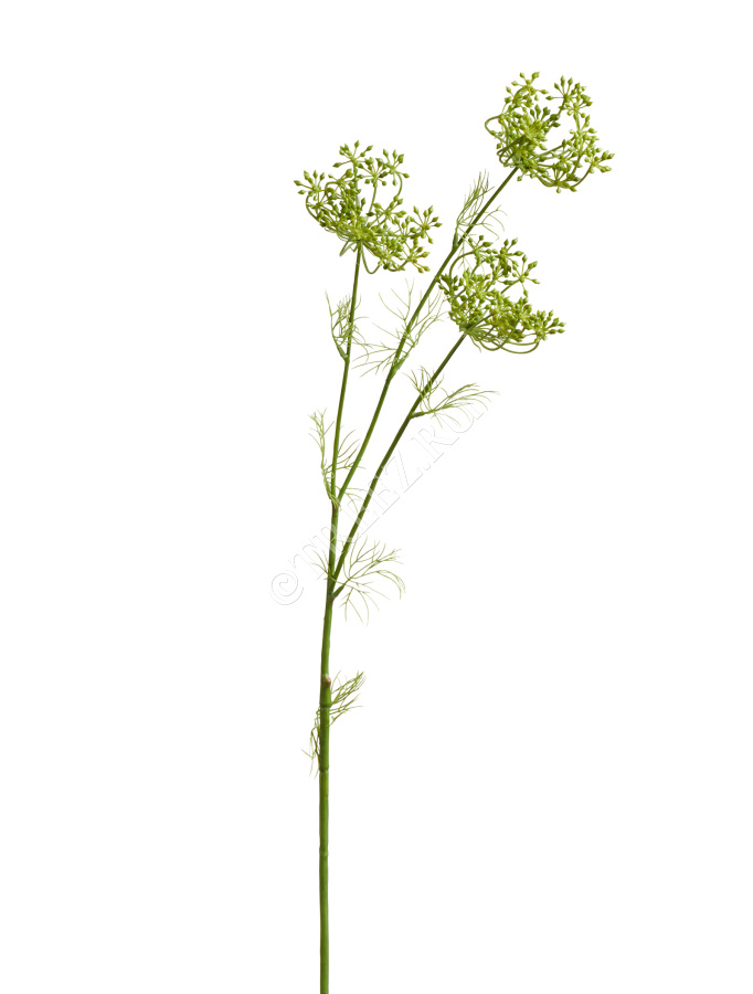 Анна Королевская ветвь светло-зелёная бутоны фото