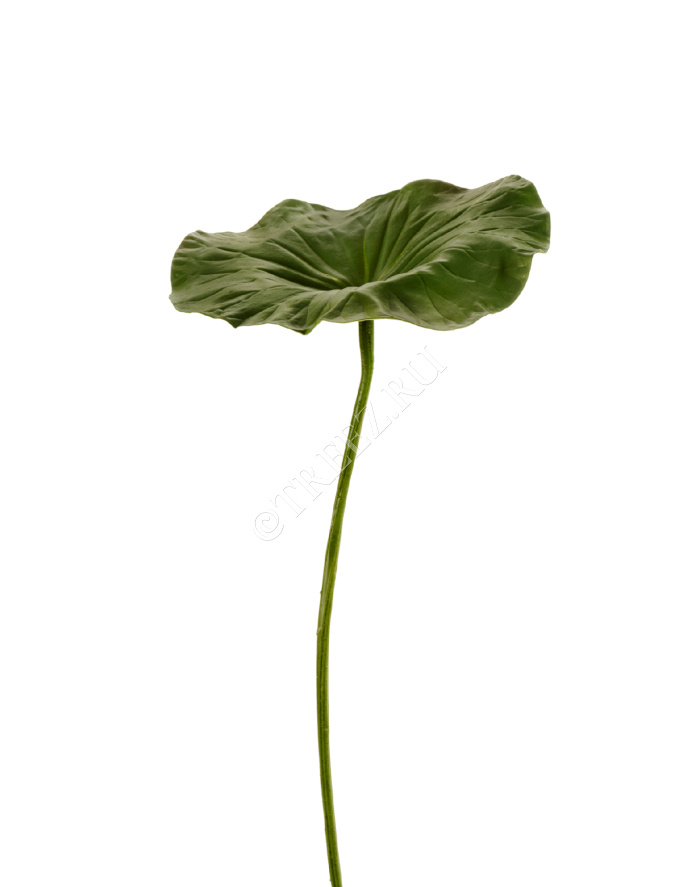 Лист Лотоса фото