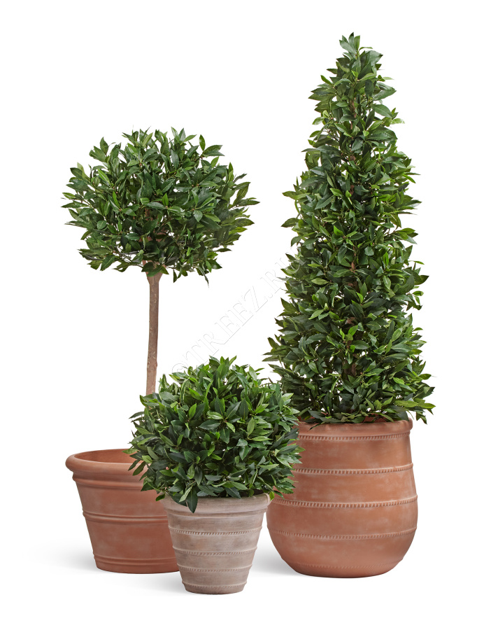 Кашпо TREEZ ERGO - Italica - Классический конус - Терракот фото