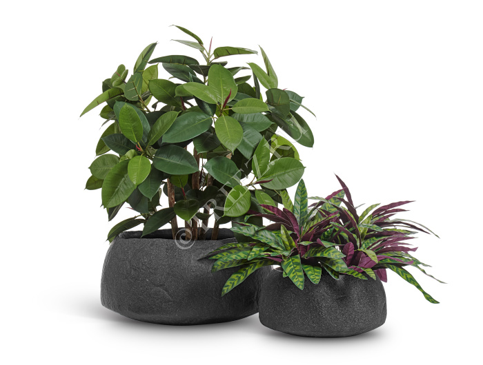 Сет № 29 - Фикус Эластика и Калатея Лансифолия в кашпо Treez Effectory Organic низкая чаша фото
