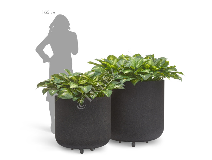 Сет № 37 - Хосты в кашпо Treez Ergo Hard Rock Цилиндрическая чаша на колёсиках фото