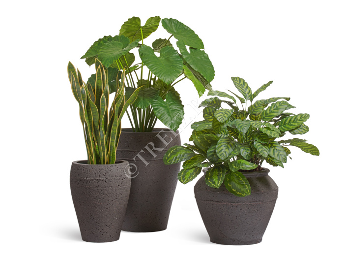 Сет № 63 - Композиция с Алоказией и Калатеей в кашпо Treez Ergo Nero фото