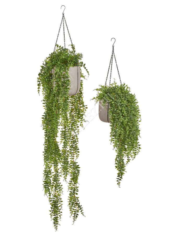 Сет № 87 - Композиция с папоротником в подвесных кашпо Treez Effectory Beton фото