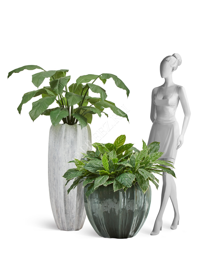 Сет № 120 - Композиция со спацифиллумом в кашпо Treez Effectory Aura фото