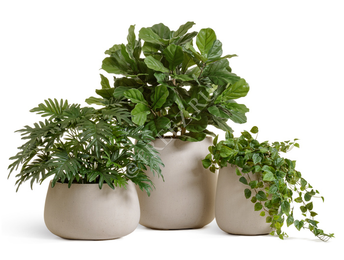 Сет № 138 - Композиция с фикусом лирата в кашпо Treez Effectory Gloss фото