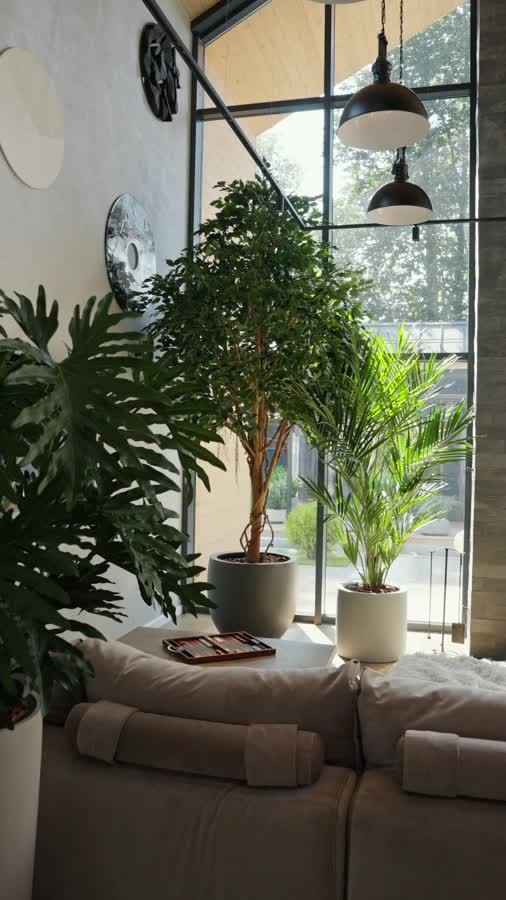 Пальма Кентия (Ховея) де Люкс фото