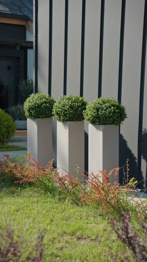 Самшиты Шары уличные на коротком стволе фото