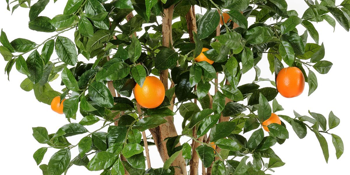 Как выбрать искусственное апельсиновое дерево?